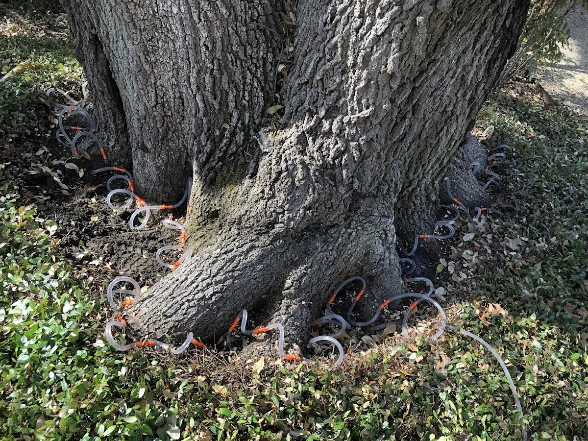 Detailed Tree Cabling and Bracing job site in Faxon