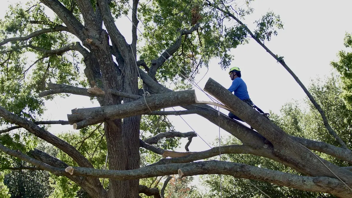 Professional Hazardous Tree Removal performed by certified arborists in Faxon