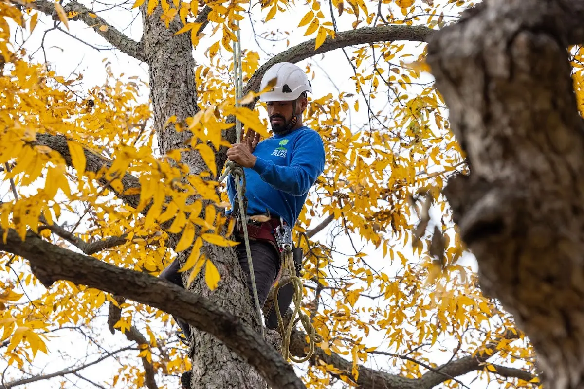 Skilled Tree Trimming crew working in Faxon